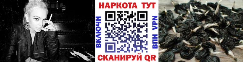 Купить наркотики Щигры A-PVP Кокаин МЕФ Псилоцибиновые грибы ГАШИШ